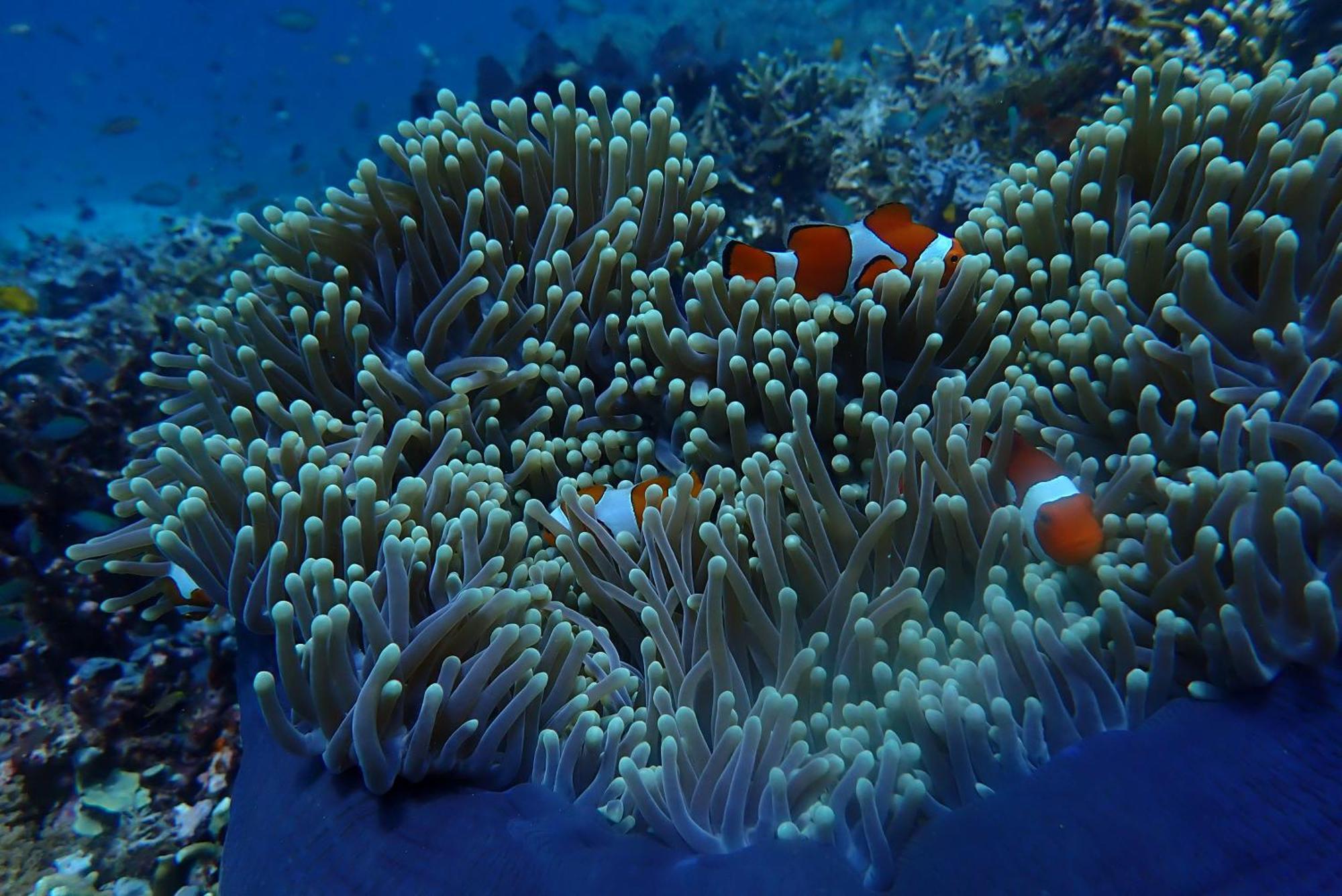 Wai Resort - Raja Ampat Pulau Birie Екстер'єр фото
